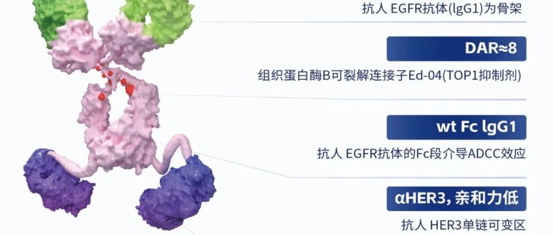 全球首个！百利天恒闯入双抗 ADC 新「食」 代